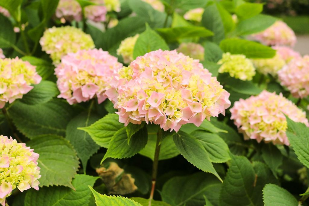 Blumen Schnittblumen aus dem eigenen Garten lange haltbar