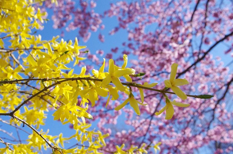 Forsythien