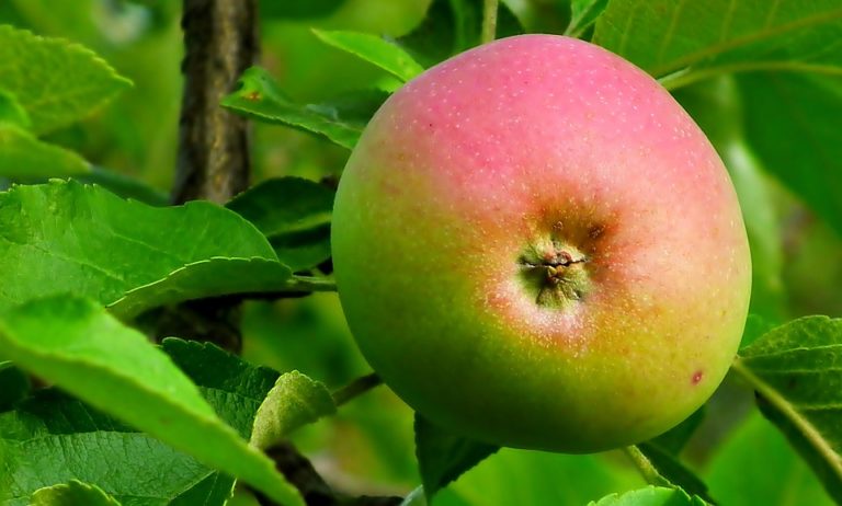 Apfelbaum im Garten? Apfelbäume mehrmals abernten!