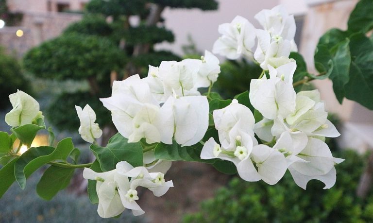 bougainvillea