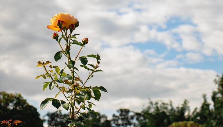 gartenarbeiten herbst