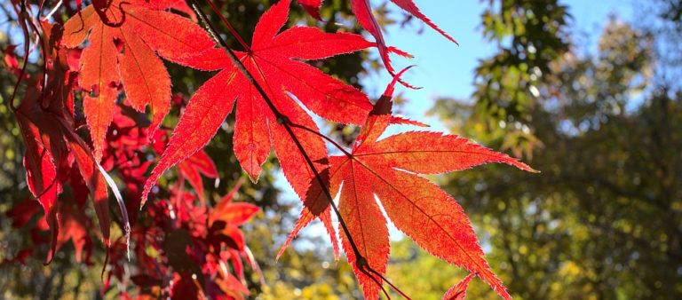 herbst laub