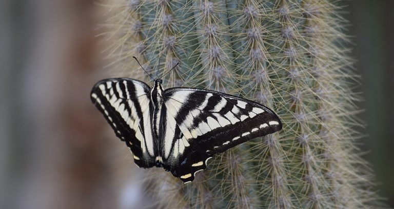 kaktus schmetterling