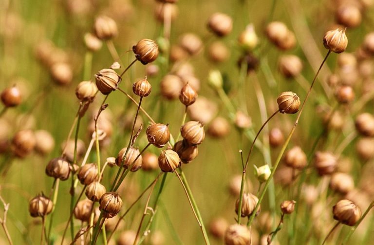 leinen flax leinöl