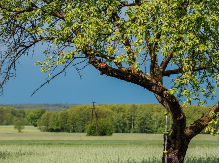 obstbaum