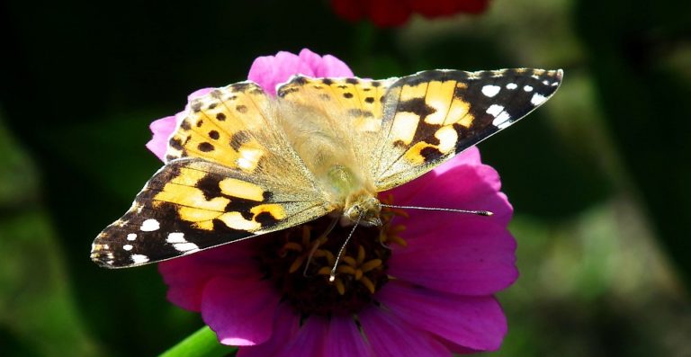 schmetterlinge garten