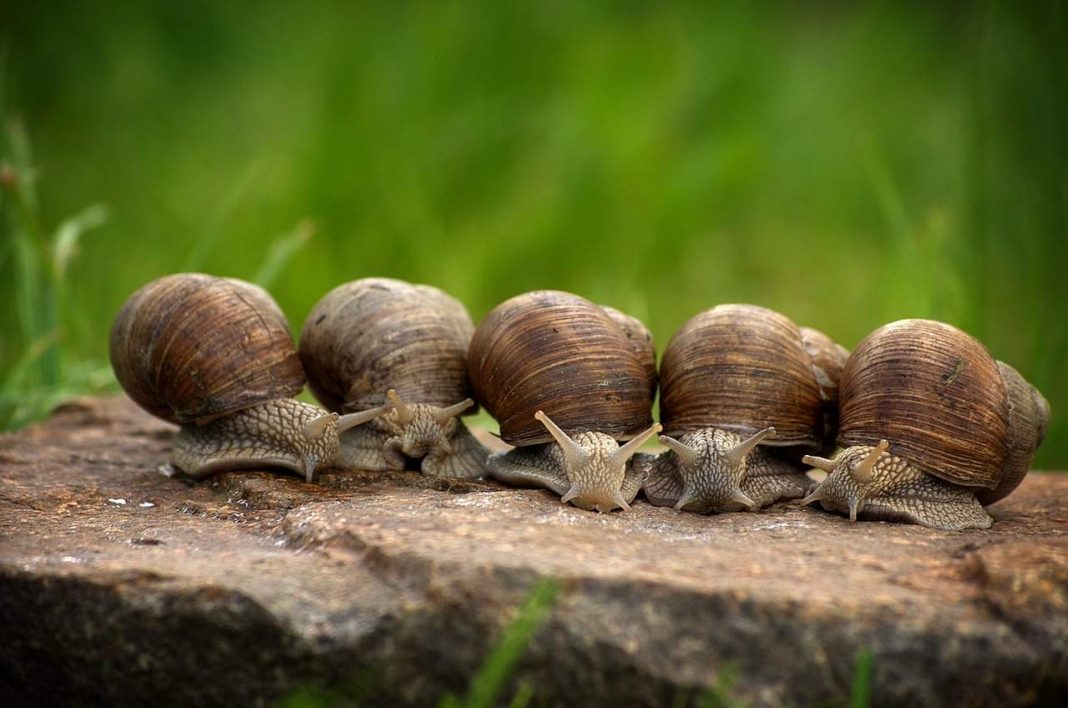 Schnecken im Garten Mit Kaffee gegen Nacktschnecken